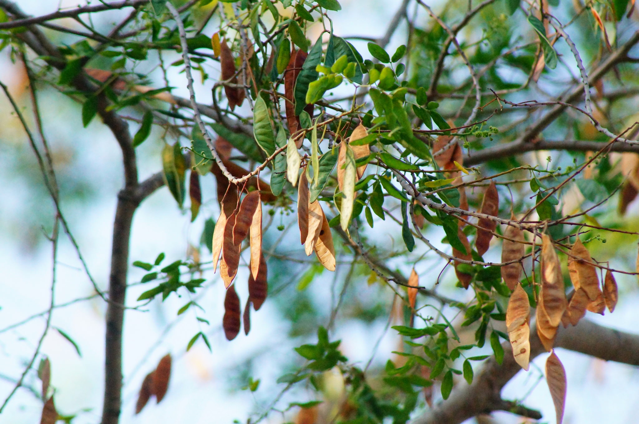 Lysiloma microphyllum